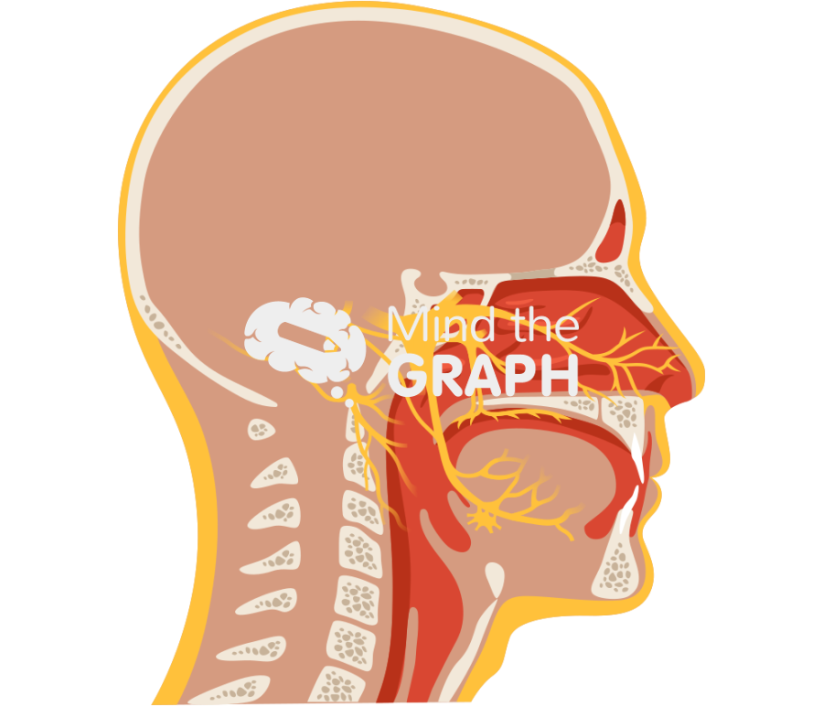 Trigeminal nerve head human lateral Icons, Symbols, Pictures, and Images